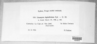 Uromyces setariae-italicae image